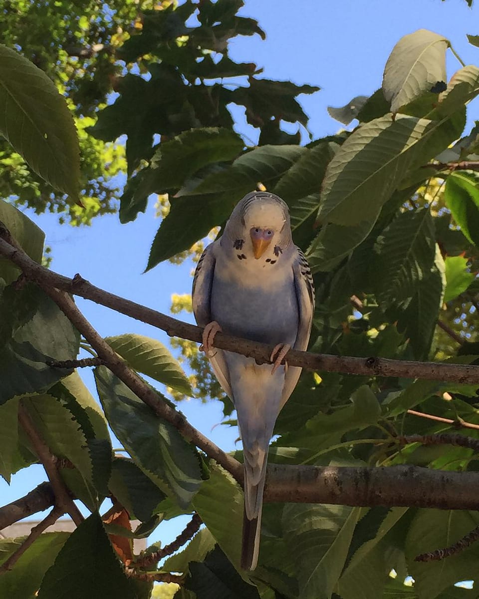 Photo Of The Day: Blue Bird