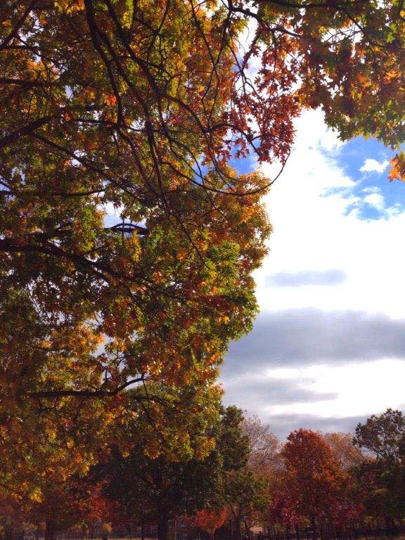 Photo Of The Day: Fall Foliage