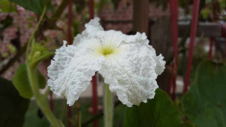 Photo Of The Day: Frilly Squash Blossoms