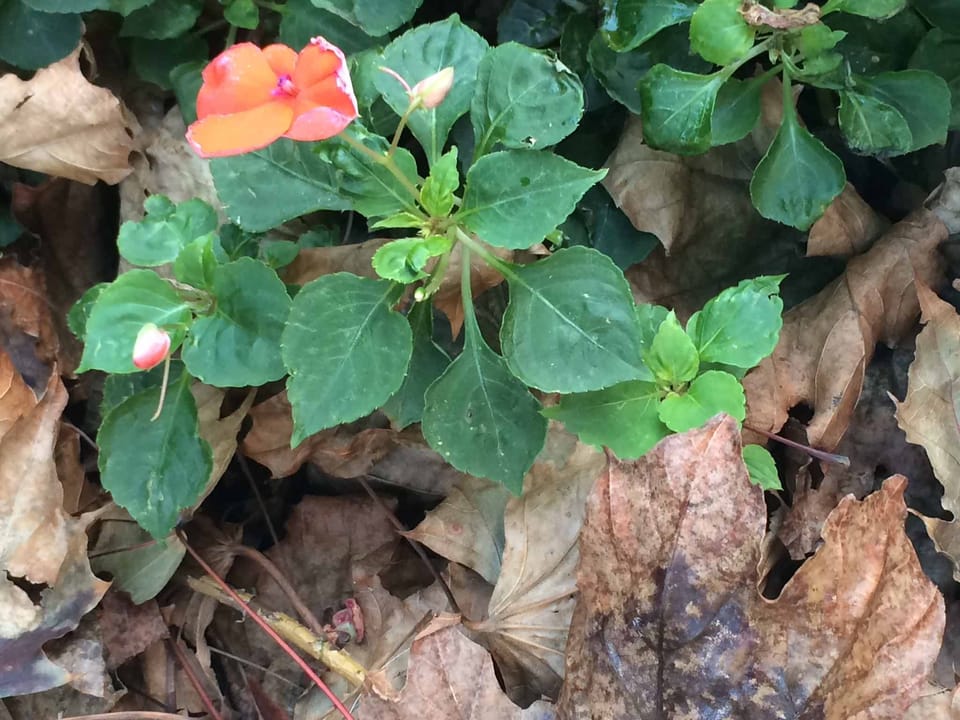 Photo Of The Day: Fall Leaves Sneak In