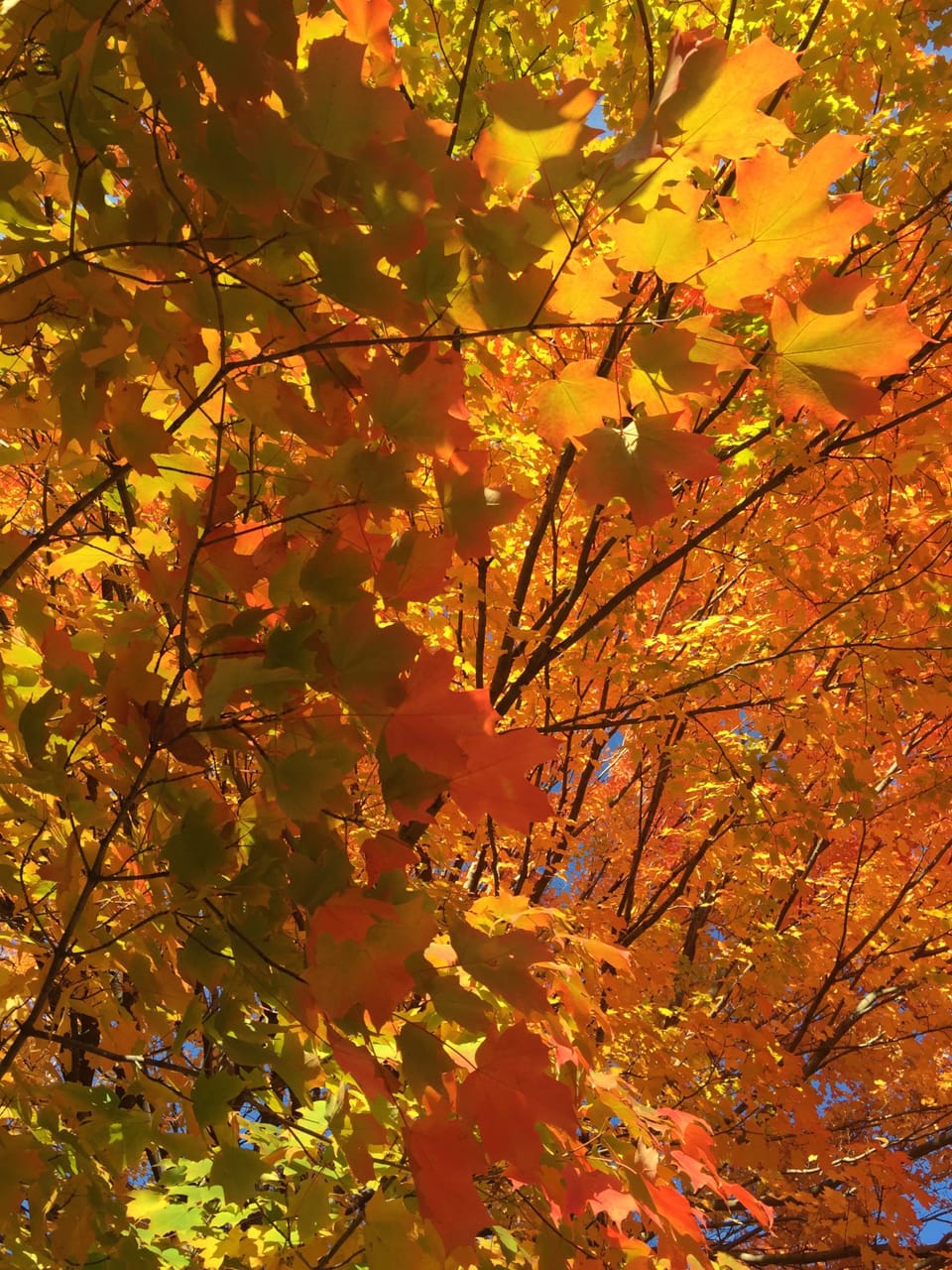 Photo Of The Day: Yellow