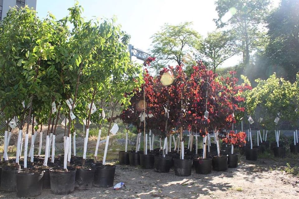 Support MilliontreesNYC – Take Home A Free Tree On October 25