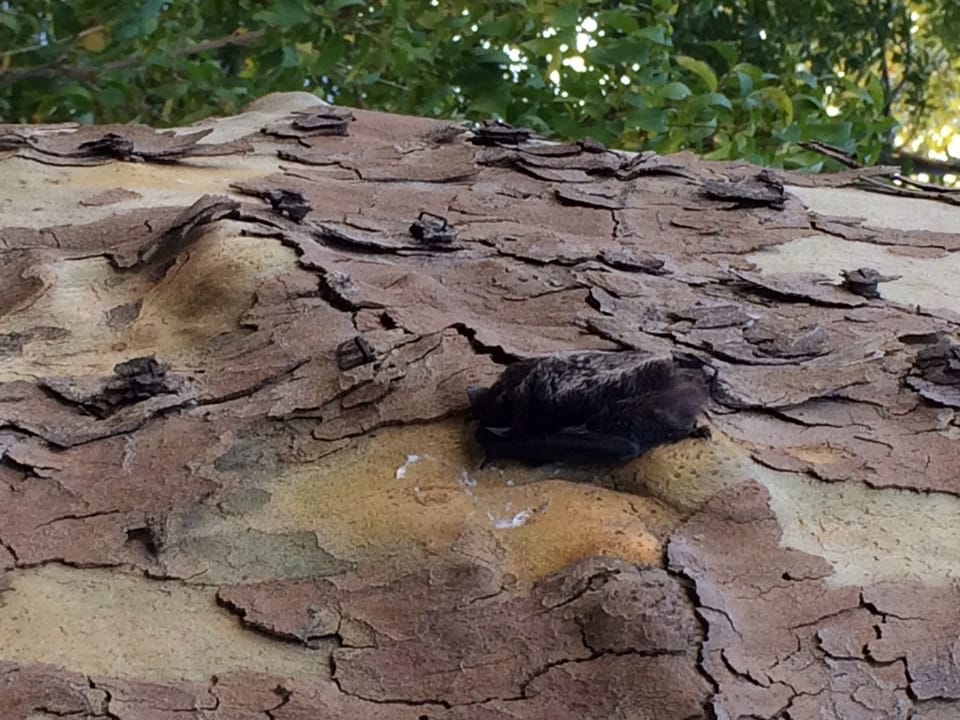 Photo Of The Day: Batty