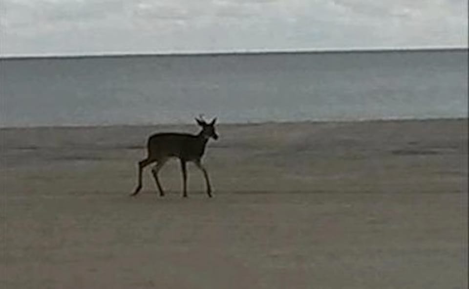 Deer Leads Police On 11-Hour Odyssey Through Coney Island