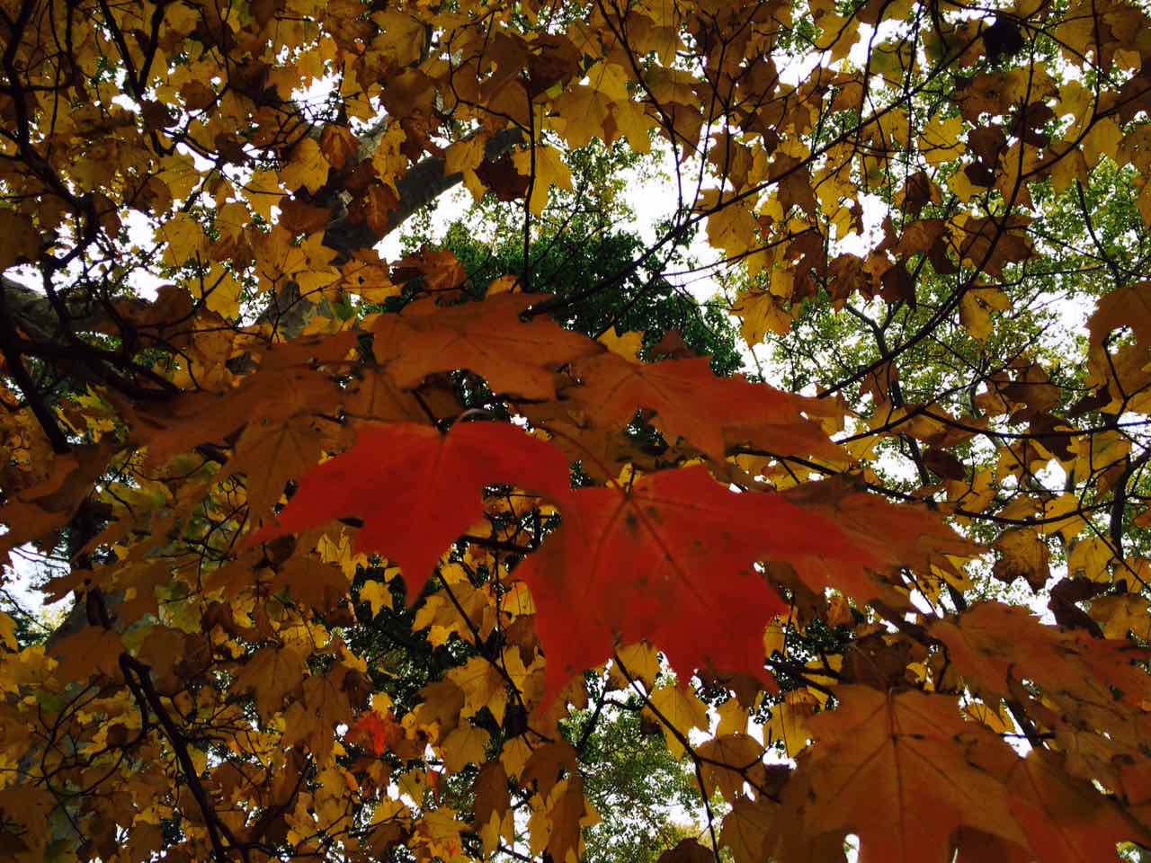 Photo Of The Day: Those Leaves, Oh Those Leaves