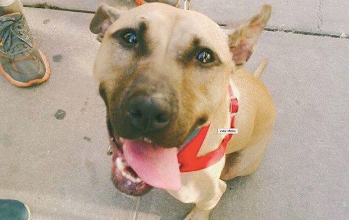 Adoptable Animal Of The Week: Regina The Dog