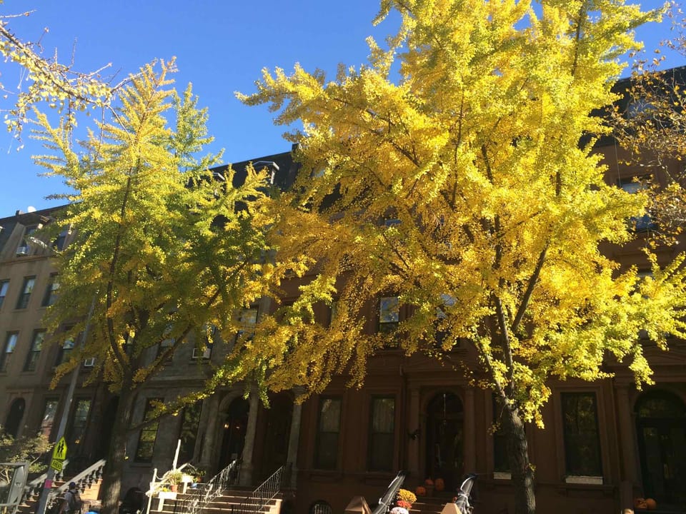 Photo Of The Day: Fall Leaves On 7th Avenue