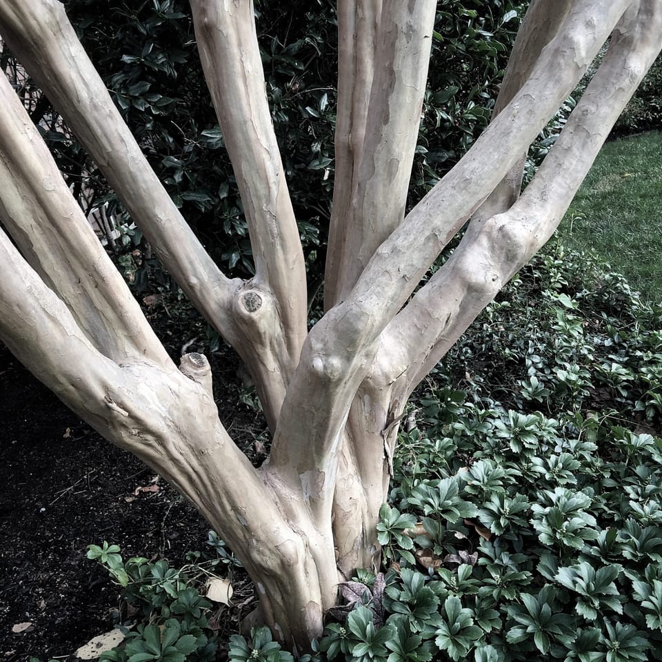 Photo Of The Day: Bone Tree