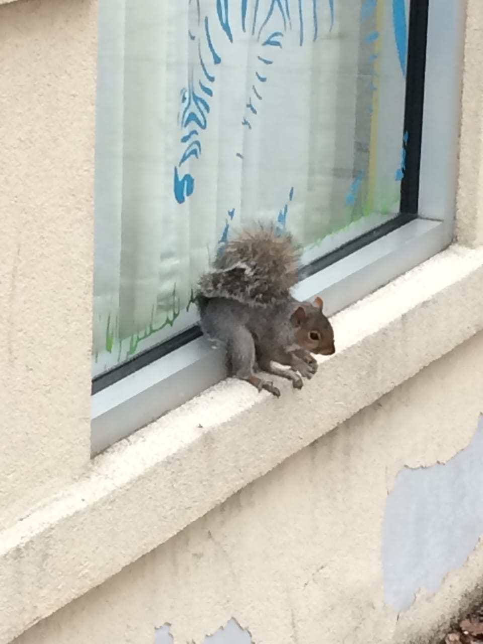 Photo Of The Day: Neighborhood Squirrel