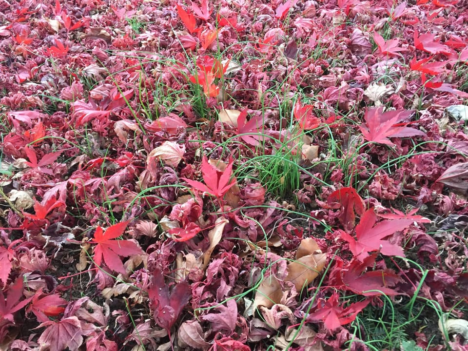 Photo Of The Day: Japanese Maple