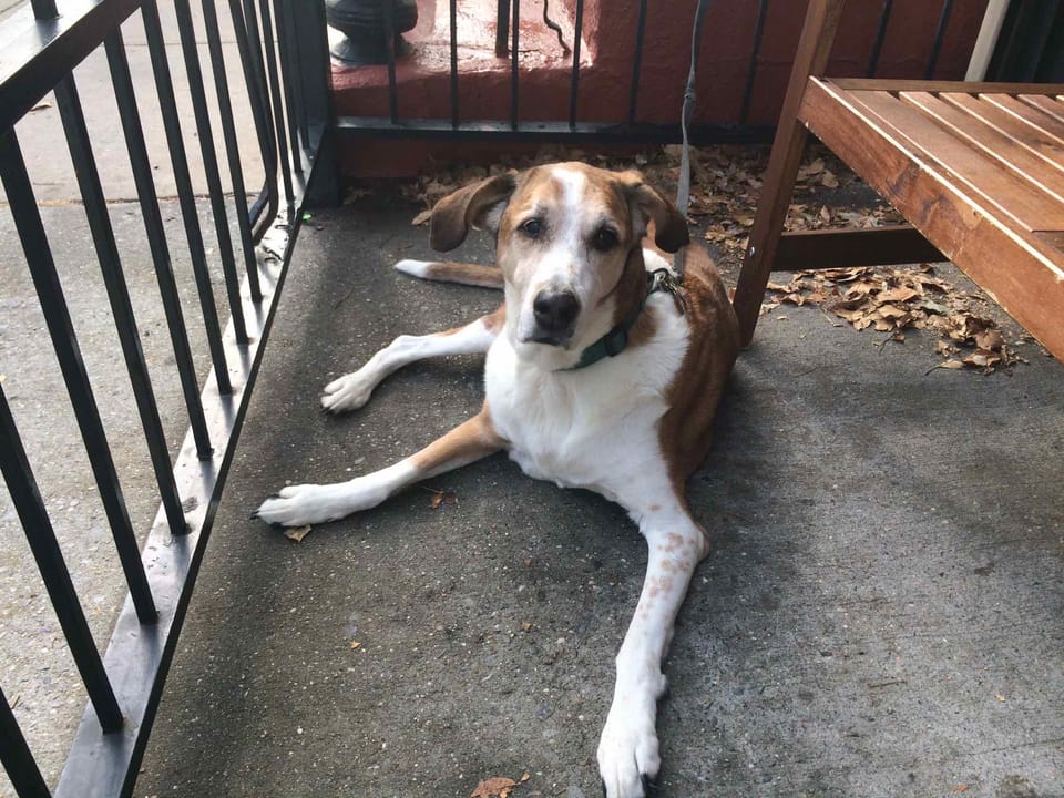 Photo Of The Day: Quiet Afternoon Canine