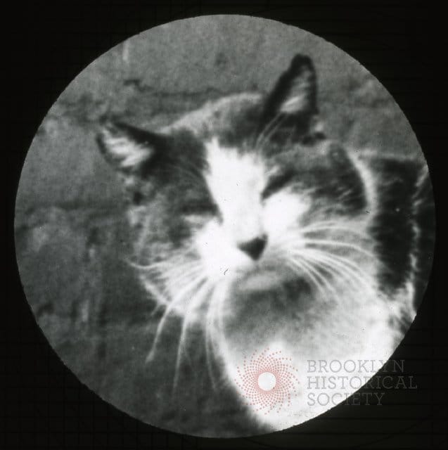 Flashback Friday: Cats Of Park Slope