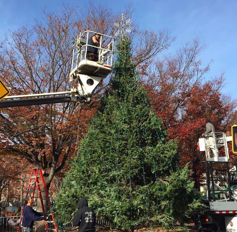 Photo Of The Day: Tree Topping