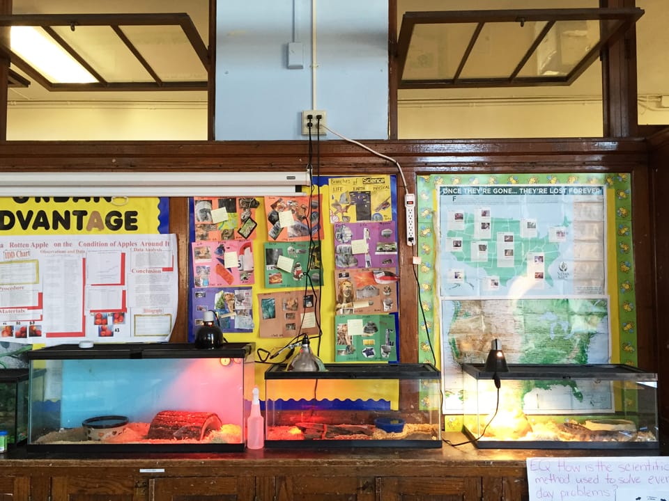 Reptiles & Parakeets Turn Seth Low Classroom Into A Zoo