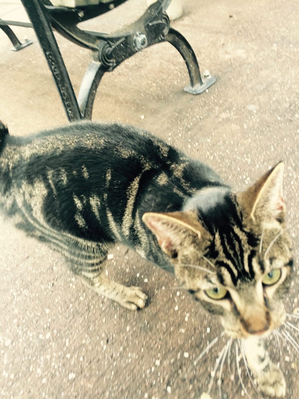 Cat Found Near Caton Avenue Playground