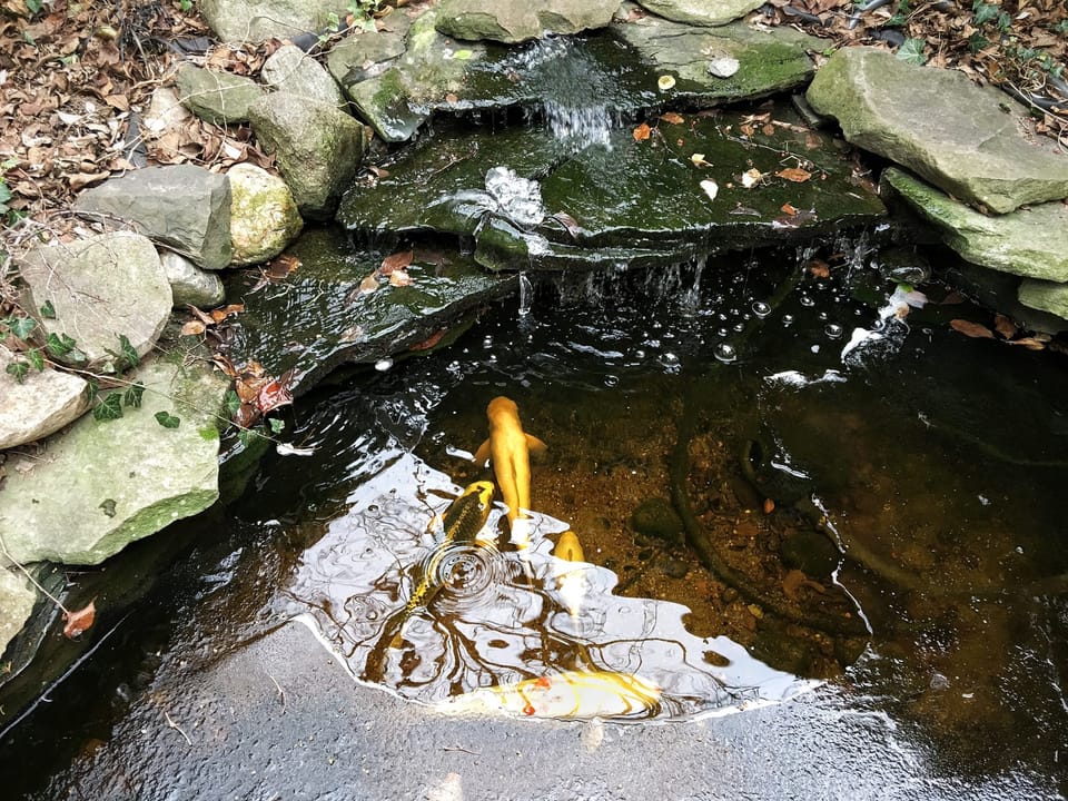 Photo Of The Day: Winter Koi