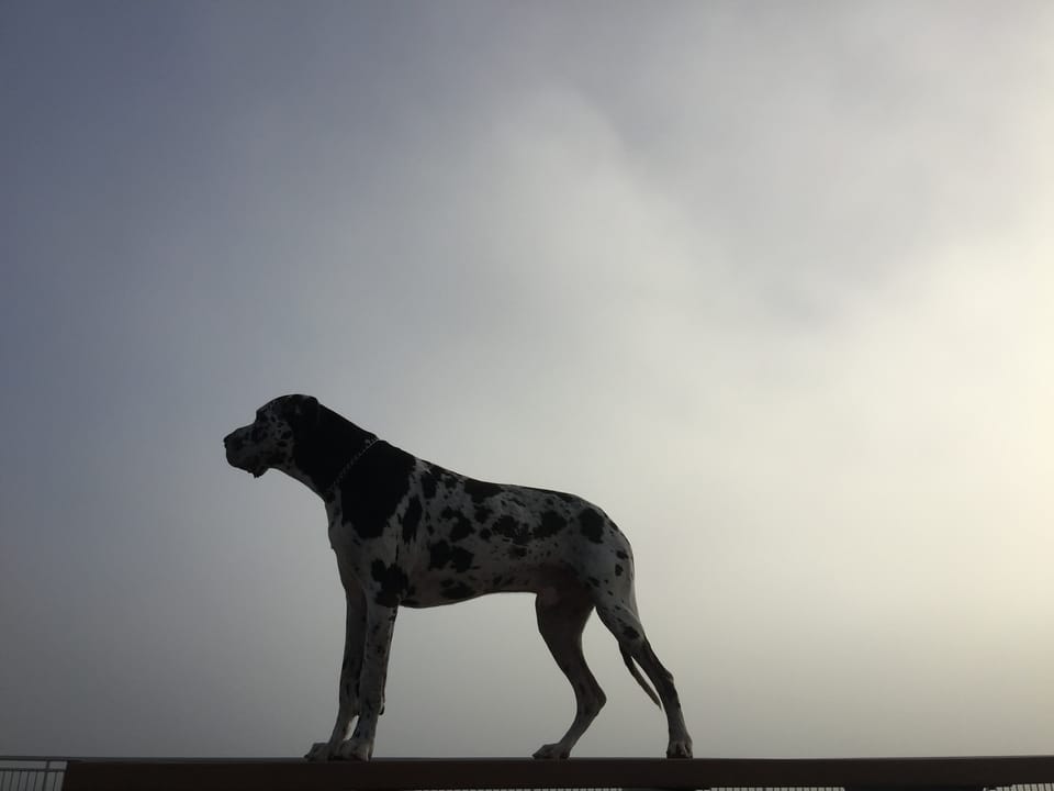 Morning Mug: “You Think Dogs Will Not Be In Heaven? I Tell You, They Will Be There Long Before Any Of Us.” — Robert Louis Stevenson