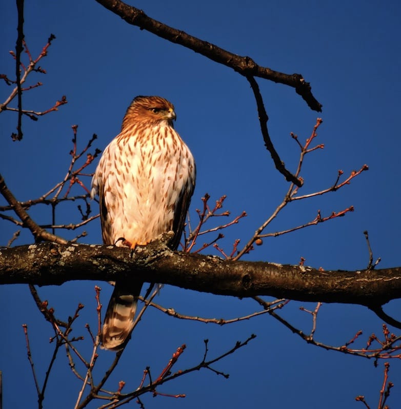 Visit the Bird-Feeders At Prospect Park