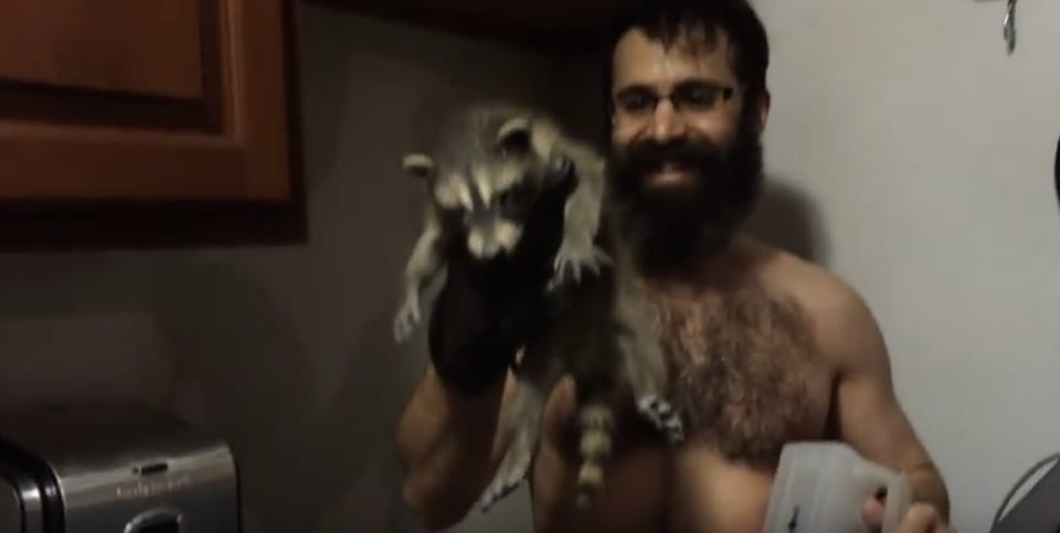 The New Gentrifiers? Rocky Raccoon Checks Into Many Rooms