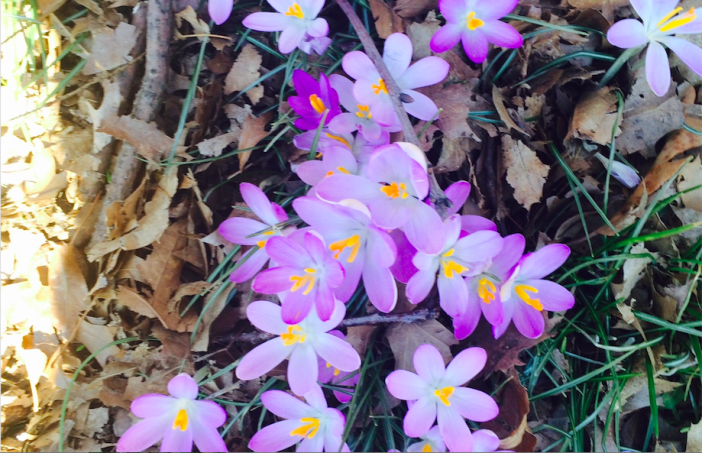 See The First Signs Of Spring At Brooklyn Botanic Garden