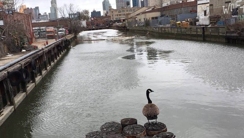 Photo Of The Day: A Goose In A Sluice