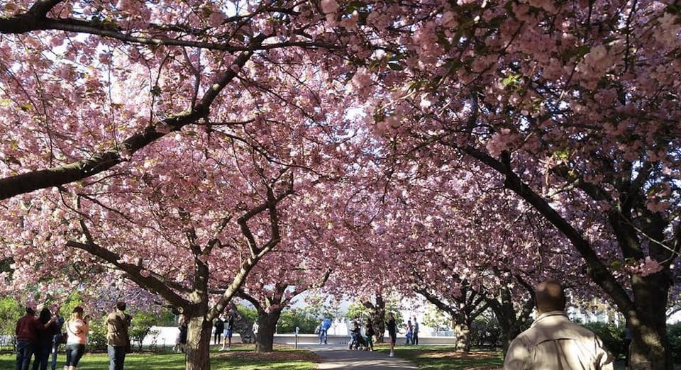 Reserve Your Tickets Now For This Weekend’s Cherry Blossom Festival