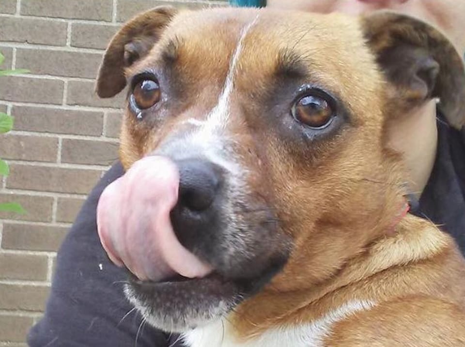 Adoptable Animal Of The Week: April The Dog