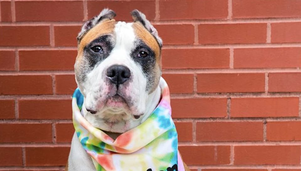 Adoptable Animal Of The Week: Pinkman The Dog