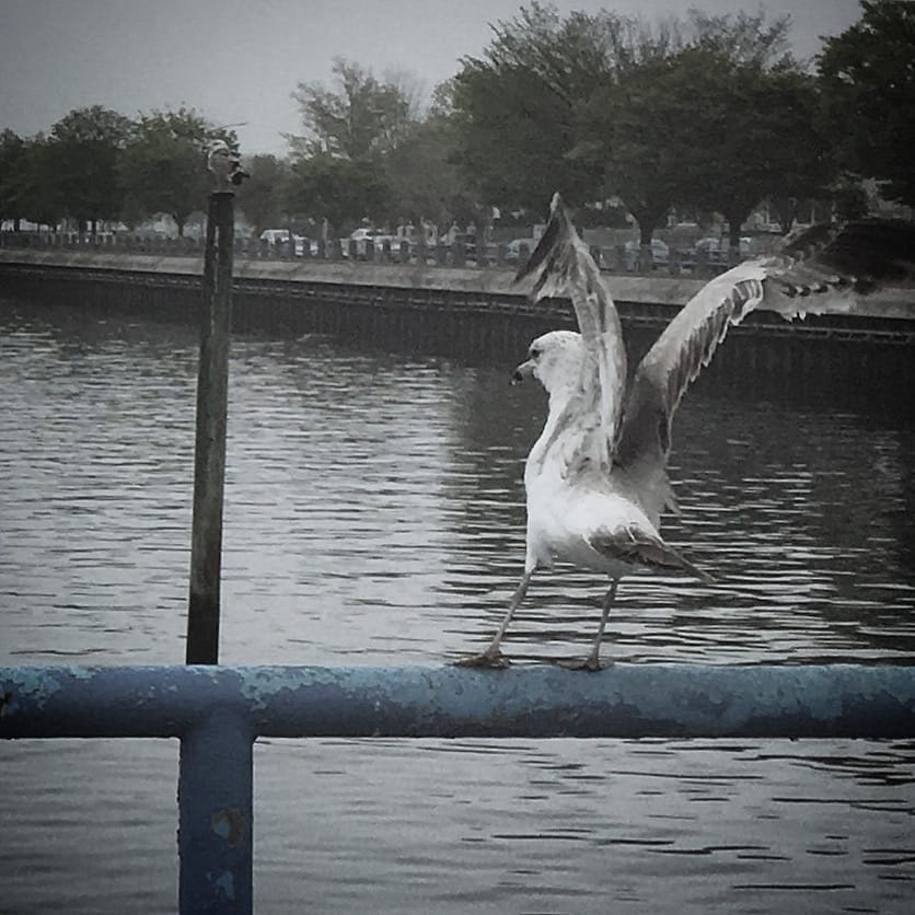 Seagull Crap Is Spoiling The Waters Off Kingsborough, Officials Say