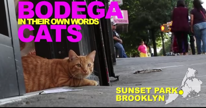 Meet The Bodega Cats Of Sunset Park [Video]