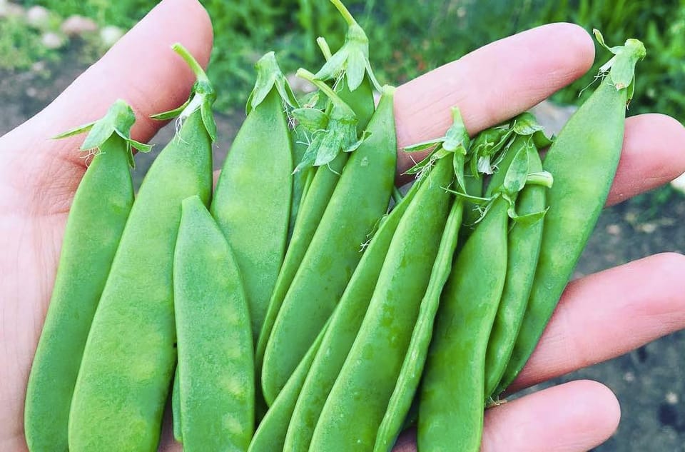 Recipe Of The Week – (Oh Snap!) Buttered Sugar Snap Peas (VIDEO)