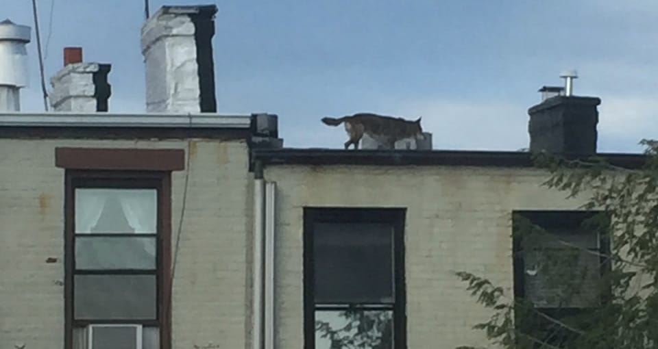 Four-Legged Mystery Roams Across 6th Street Rooftop In Park Slope