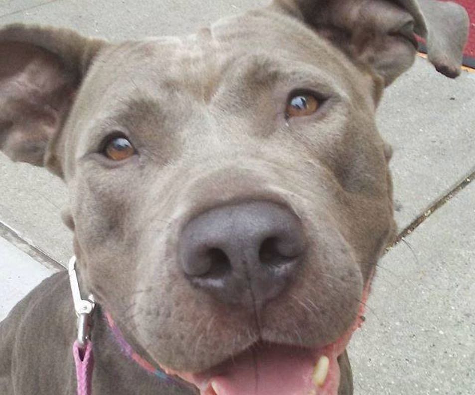 Adoptable Animal Of The Week: Dulce The Magnificent Dog