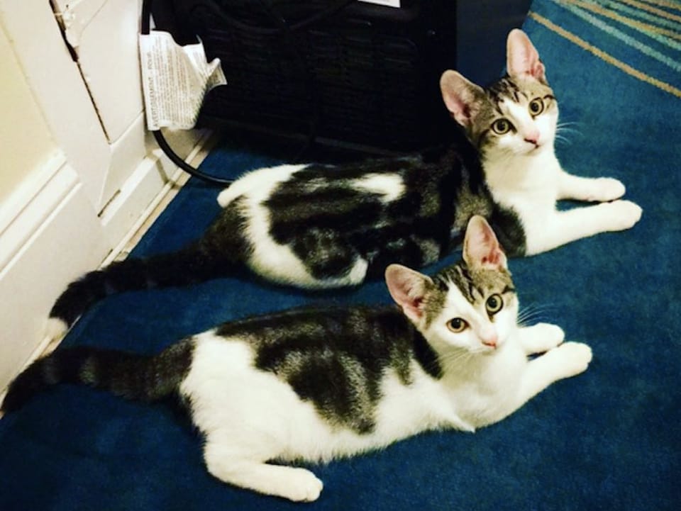 Adoptable Animal(s) Of The Week: TJ And Allie The Kittens