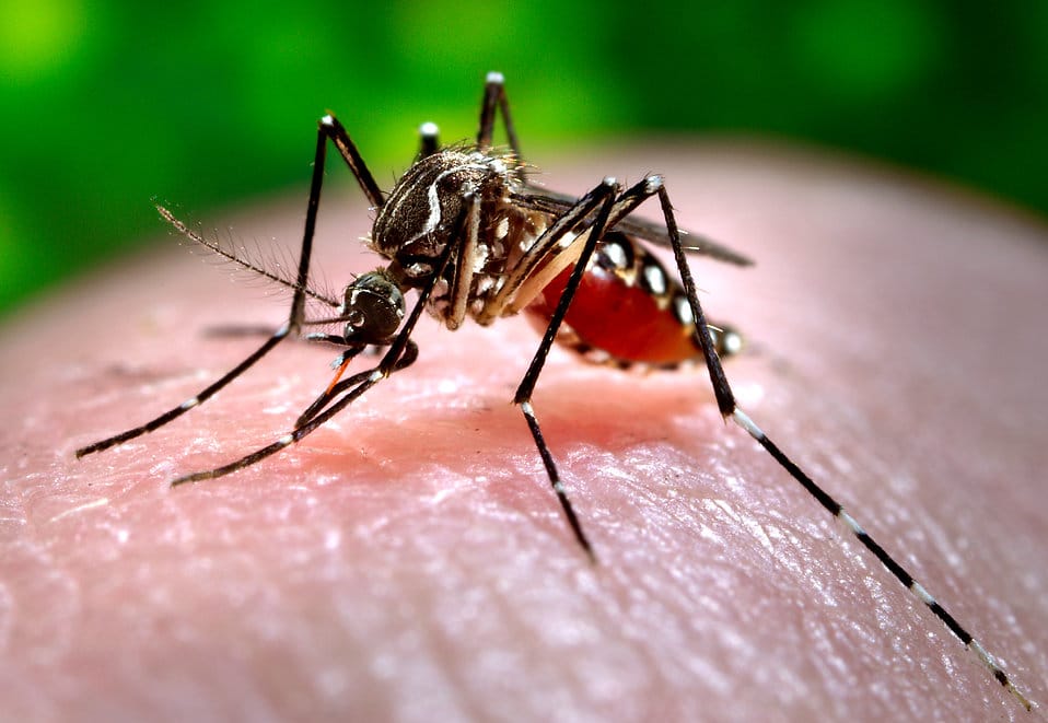 Southern Brooklyn To Be Sprayed For Zika And West Nile Viruses Tonight