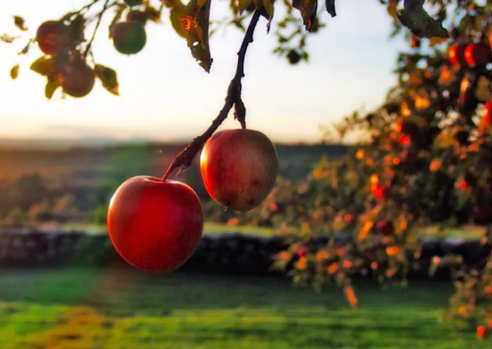 17 Apple-Picking Farms Within A Two-Hour Drive Of Brooklyn