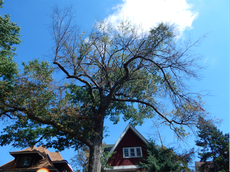 Tell Us About Dangerously Hanging Tree Limbs In Our Area