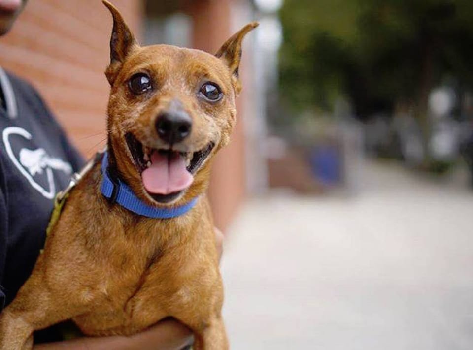 Adoptable Animal Of The Week: Jigsaw The Dog