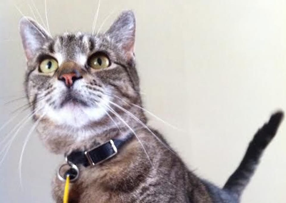 Adoptable Animal Of The Week: Ladybird The Cat