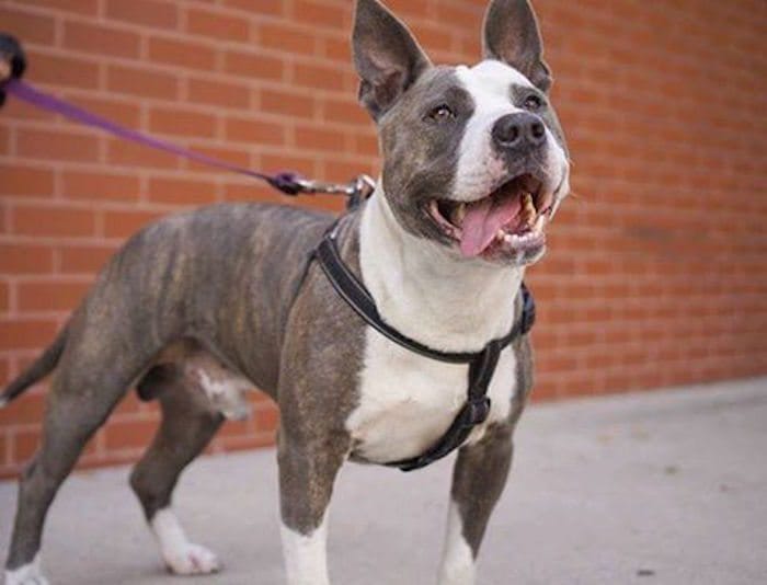 Adoptable Animal Of The Week: Tank The Pitbull