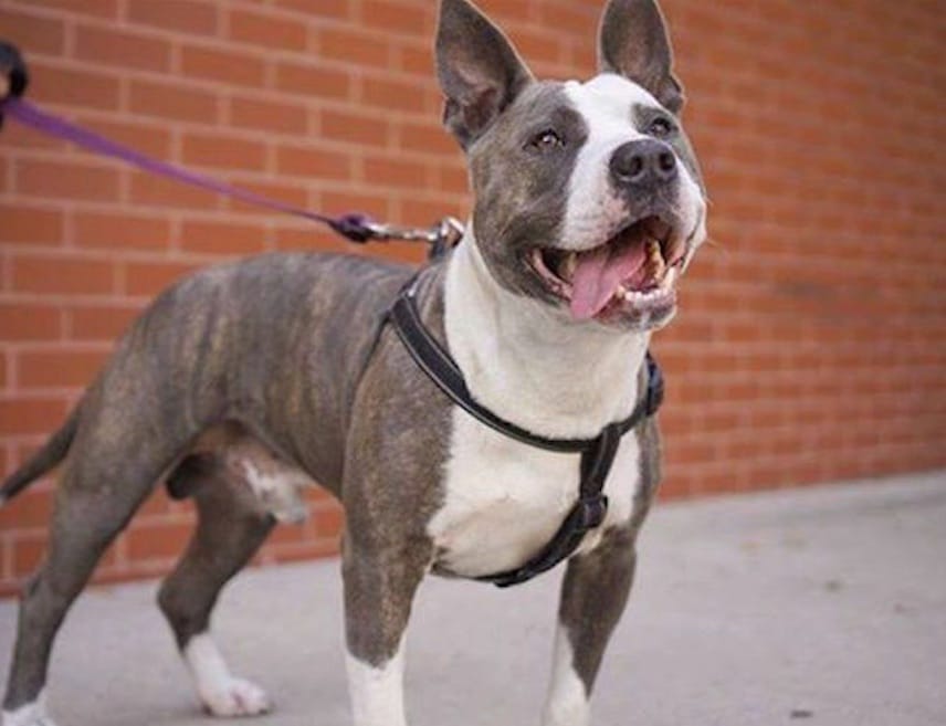 Adoptable Animal Of The Week: Tank The Pitbull