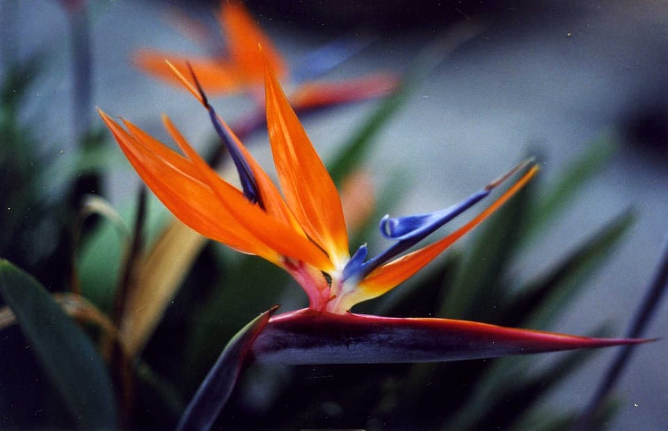 Morning Mug: “Gratitude Is The Fairest Blossom Which Springs From The Soul.” — Henry Ward Beecher