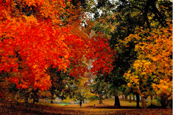 Explore Local Urban Forestry One Tree At A Time With NYC Street Tree Map