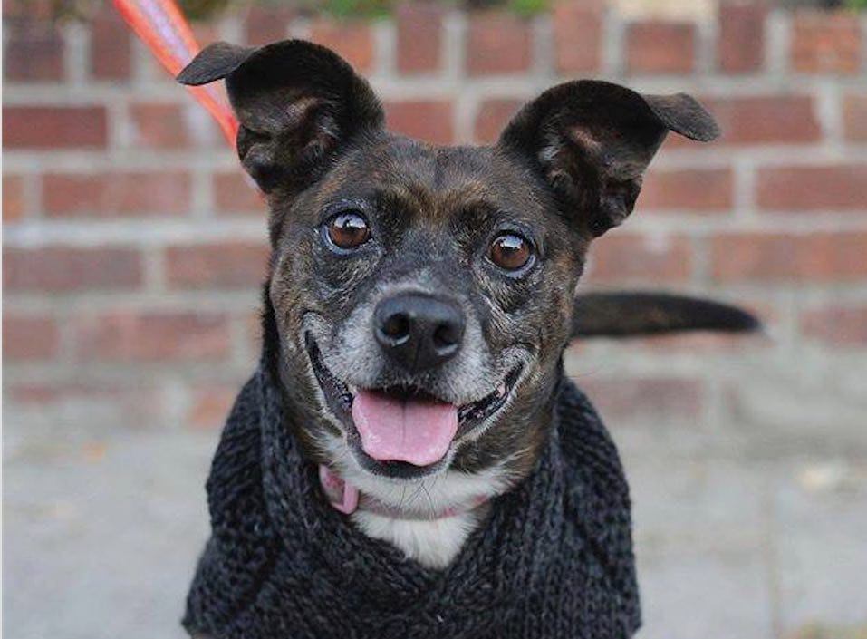 Adoptable Animal Of The Week: Miss Molley The Dog