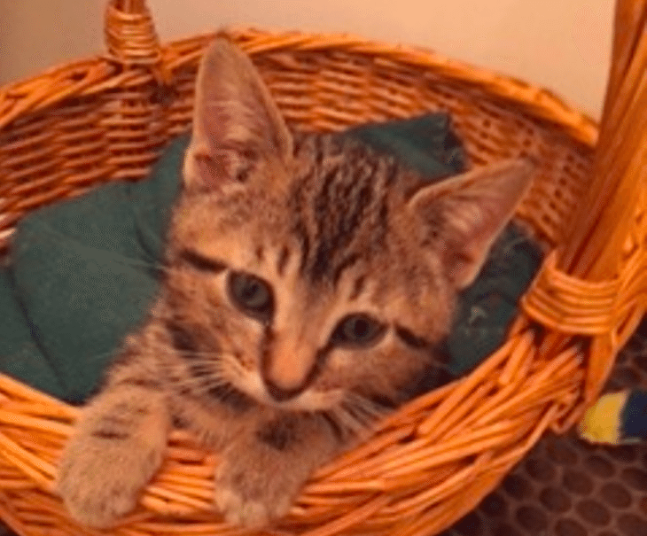 Adoptable Animal Of The Week: Macaroon The Kitten