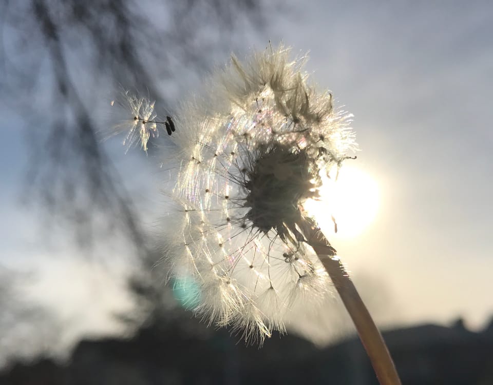 Morning Mug: ““Nobody Loves The Head Of A Dandelion. Maybe Because They Are So Many, Strong, And Soon.” — Toni Morrison