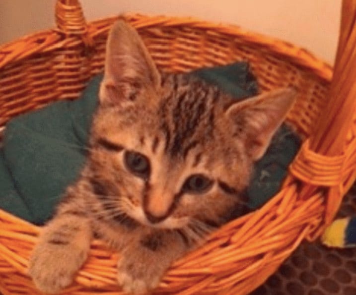 Adoptable Animal Of The Week: Macaroon The Kitten