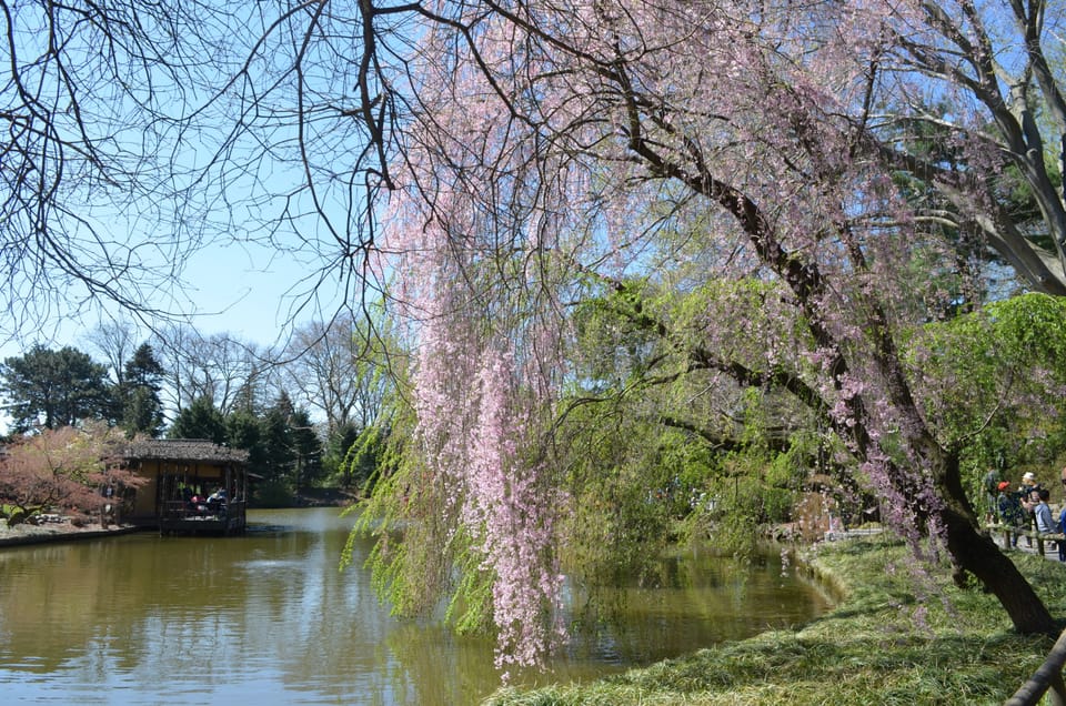 Brooklyn Botanic Garden Hosts Annual Cherry Blossom Festival April 28 & 29