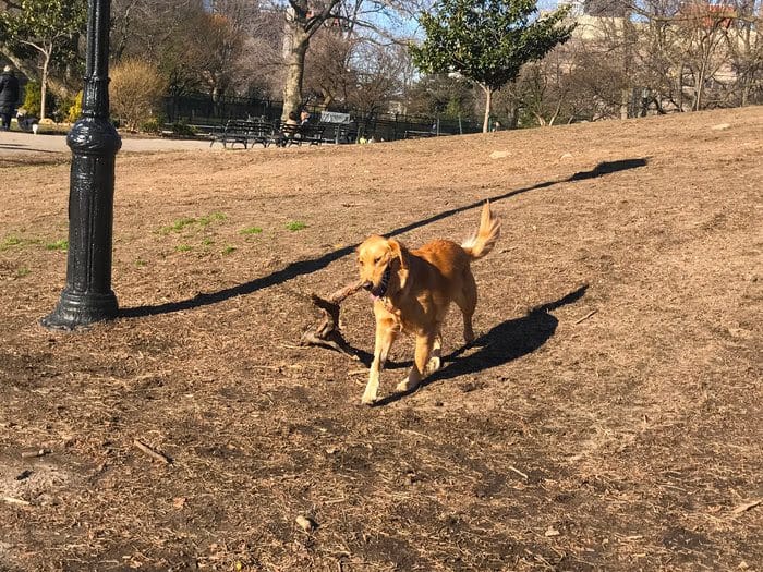 PUPS Hosting Spring Coffee Event At Fort Greene Park Saturday Morning