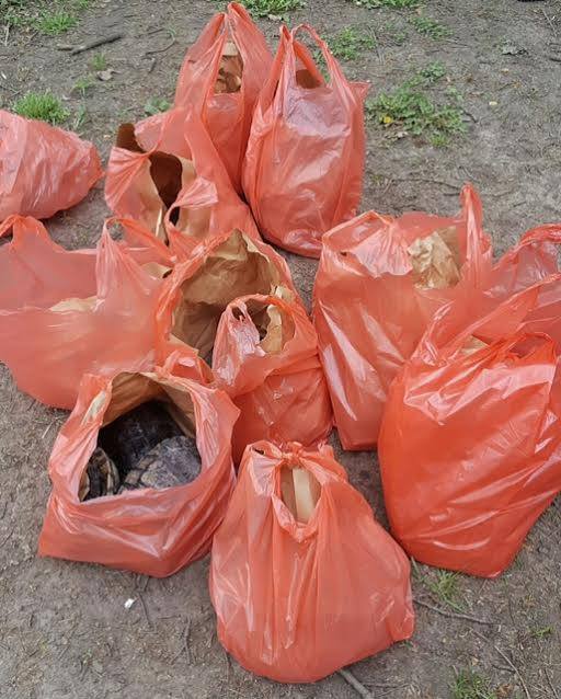 Turtle Poachers Caught Red Handed In Prospect Park